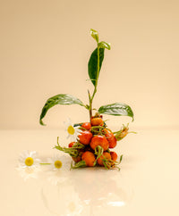 Rosehip