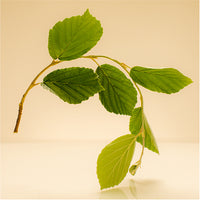 Witch Hazel