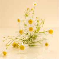 Chamomile