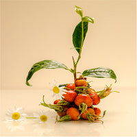 Rosehip