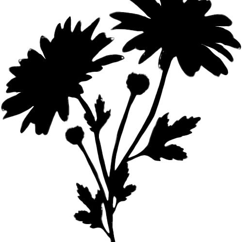 Illustration of chamomile